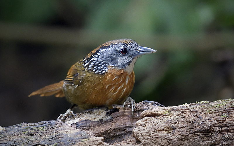 Spot-necked Babbler (Stachyris strialata) at Phia Oac-Phia Den Bird Hides - Northern Vietnam. Photo by: Bui Duc Tien - Vietnam Bird Photography Tours - Vietbirdphototours.com